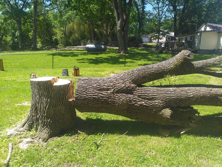 Professional tree care by Alchemy Tree